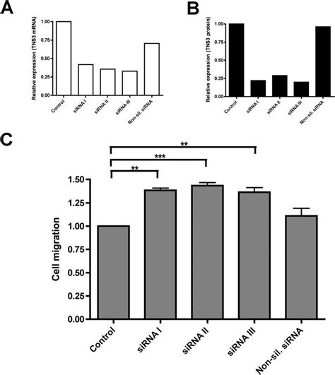 siRNA knockdown of endogenously expressed Tensin3 in human melanoma ...