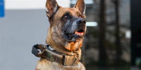 Após 7 Anos De Serviço Cão Farejador K9 Viny Se “aposenta” Da Polícia