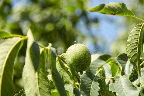 Walnut Tree with Walnut Fruit in Green Pericarp Stock Photo - Image of ...