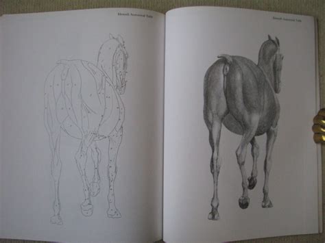 Anatomy Of The Horse George Stubbs Horse Books