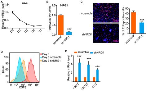 Cimb Free Full Text Nrg Regulates Proliferation Migration And