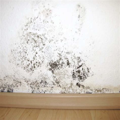 10 Telltale Signs Of Mold In Your Home A Guide For Jacksonville