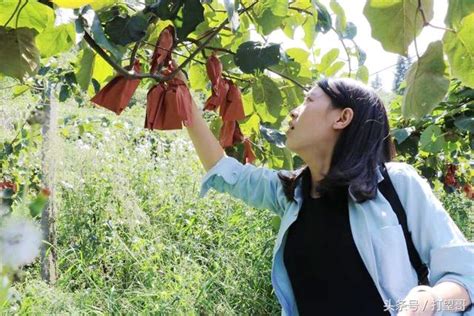 重慶南川高山「野生」獼猴桃熟了，美女一口氣能吃10個！ 每日頭條