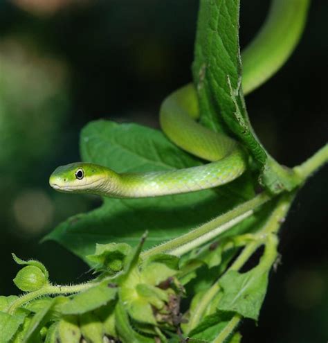 Rough Green Snake Opheodrys Aestivus Rough Green Snakes Flickr