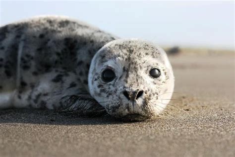 family Phocidae - seals | Cute seals, Cute animals, Seal pup