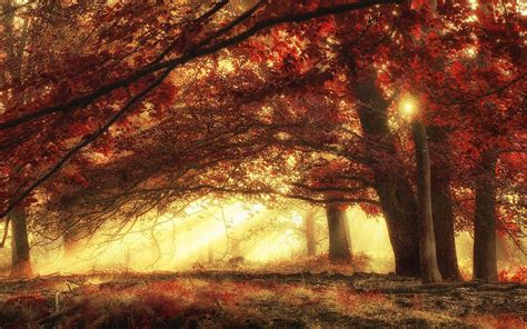 Nature Landscape Sunrise Forest Sun Rays Germany Trees Mist Grass