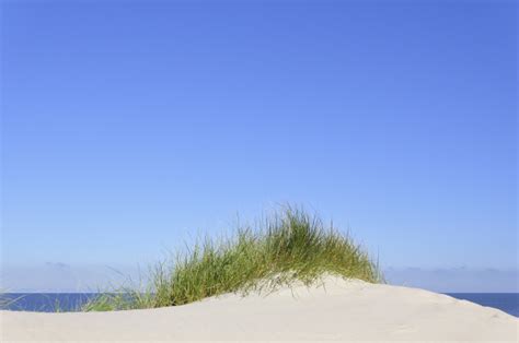 Hohe Düne mit Strandhafer Ammophila arenaria Stockphoto 25291644