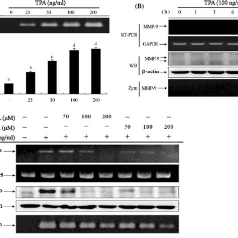 Dha And La Inhibit Tpa Induced A Cell Migration And B Invasion In Mcf 7 Download Scientific