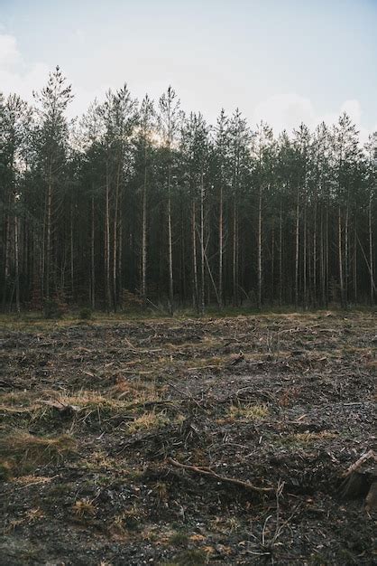 Quest Es Ambientais E Ecol Gicas Destrui O De Florestas De Pinheiros