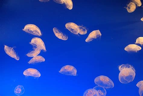 Jellyfish Sea Jelly Aquarium - Free photo on Pixabay - Pixabay