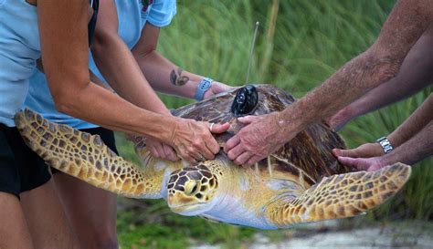 Rare Sea Turtle Released Off Florida Keys Wpec