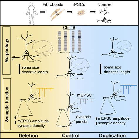 Cellular Phenotypes In Human Ipsc Derived Neurons From A Genetic Model