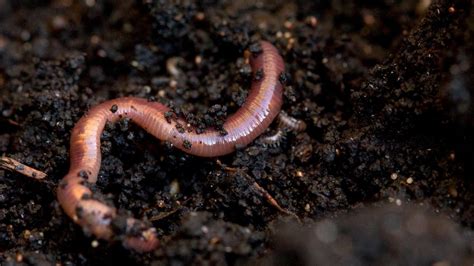 earthworm in soil | Earthworms, Worms, Nature lessons