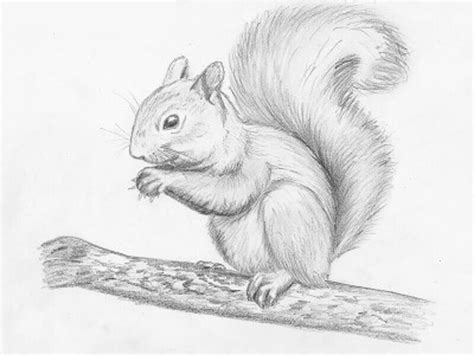 How to draw a squirrel with a pencil step-by-step drawing tutorial