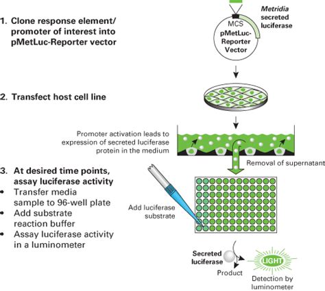 Cell Lysis Buffer Recipe For Luciferase Assay | Bryont Blog