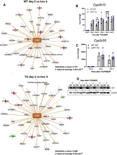 Lymphocyte Specific Protein Suppresses Xenobiotic Induced