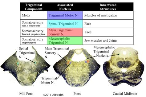 Neuroanatomy Online Lab 9 ƒ 10 Cranial Nerve Nuclei And Brain Stem