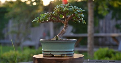 How To Grow Crab Apple Bonsai Tree