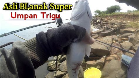 MANCING IKAN BELANAK SUPER DISPOT BARU YouTube