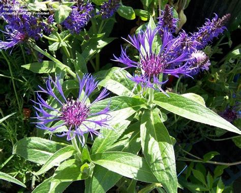 Plantfiles Pictures Centaurea Species Mountain Bluet Mountain