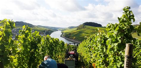 Weinbau Imkerei Albert Dostert Regionalinitiative Ebbes Von Hei E