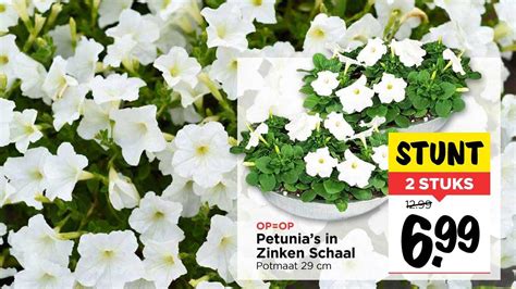 Petunia S In Zinken Schaal Aanbieding Bij Vomar Folders Nl