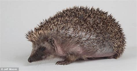 Hedgehog Lost Spikes Falling Down A Drain Where She Was Burned Daily