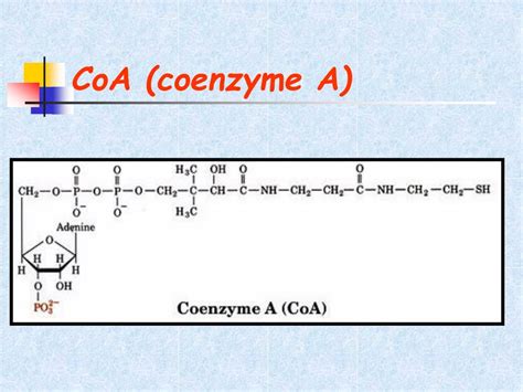 Ppt Lecture 2 Properties And Functions Of Nucleic Acids Powerpoint