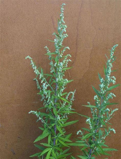 Artemisia Verlotiorum