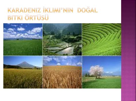 PPT Konu türkiyede iklim bölgeleri PowerPoint Presentation free