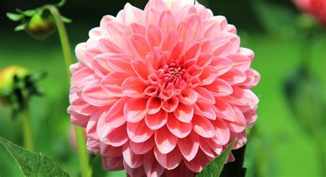 Flores Mais Bonitas Do Brasil - Top 10 Flores mais Bonitas do Brasil - Verde na Web
