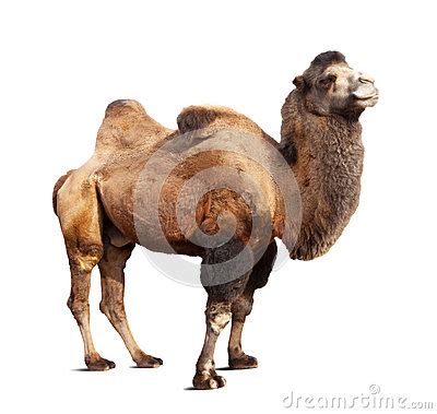 Bactrian camel clipart 20 free Cliparts | Download images on Clipground ...