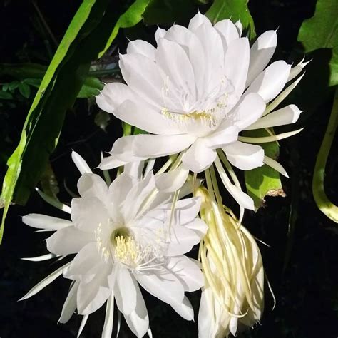 Dama Da Noite Significado Como Cultivar Em Seu Jardim Flor Dama Da