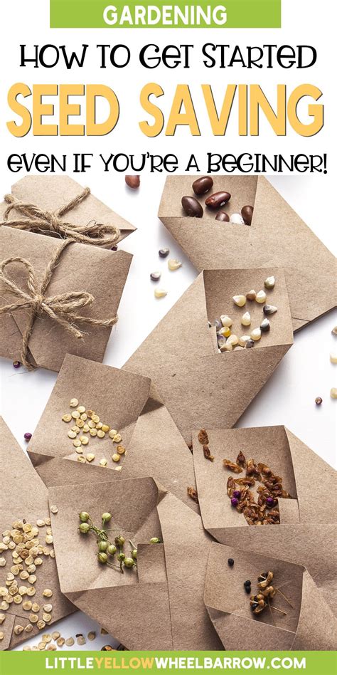 Seed Saving Basics How To Save Seeds From Your Garden