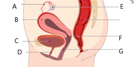 Female Reproductive System Labeling Review Diagram Quizlet