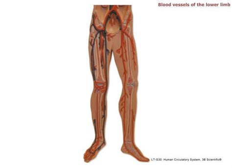 Leg Blood Vessels Diagram | Quizlet