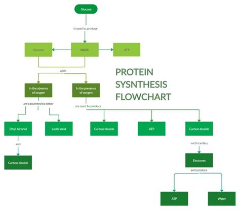 Protein Synthesis Flowchart Flow Chart Protein Synthesis Protein