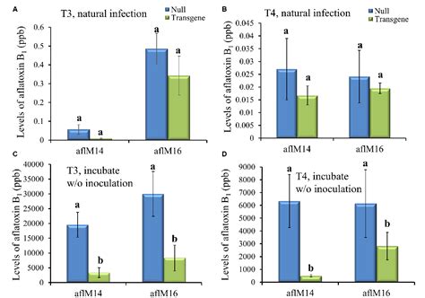 Figure 1 From Host Induced Gene Silencing Targeting Aspergillus Flavus