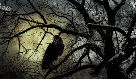 Creepy Black Crow Croaking on Old Tree at Night Stock Image - Image of branch, forest: 196650721