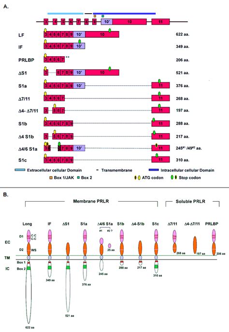 Prlr Prolactin Receptor