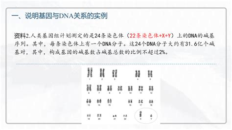 高中生物人教版（2019）必修二34基因通常是有遗传效应的dna片段课件共24张ppt21世纪教育网 二一教育