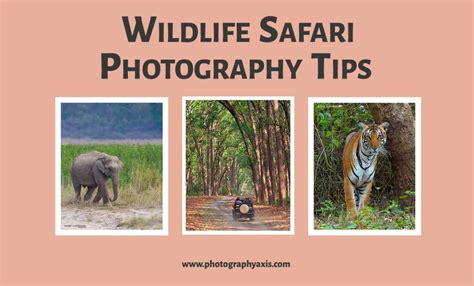 11 Pro Tips for Wildlife Safari Photography - PhotographyAxis