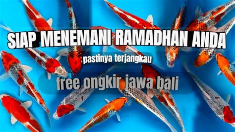 PAKET KOI BERKUALITAS DAN PASTINYA HARGA SANGAT TERJANGKAUSUDAH FREE