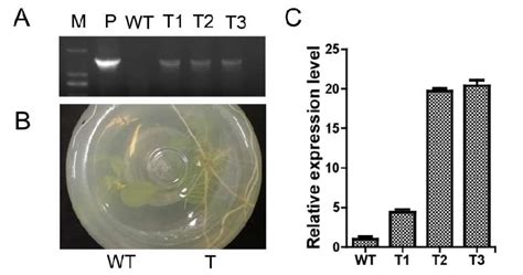 Identification Of Positive Transgenic Poplar Lines Wt Wild Type