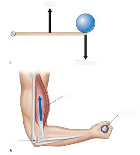 Biomechanics Unit Diagram Quizlet