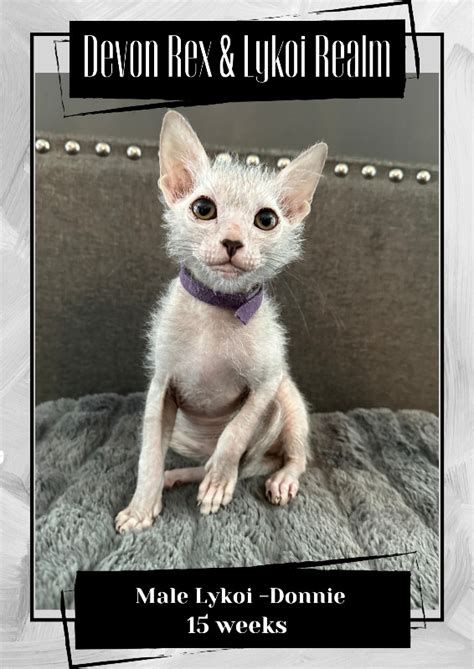 Lykoi Kittens | Cats & Kittens for Rehoming | Kamloops | Kijiji