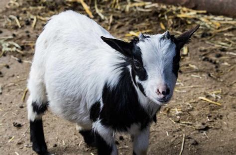 Goat Manure Advantages And Disadvantages Agri Farming