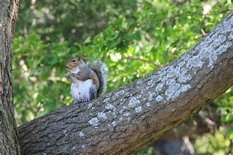 Squirrel Tree Rodent - Free photo on Pixabay - Pixabay