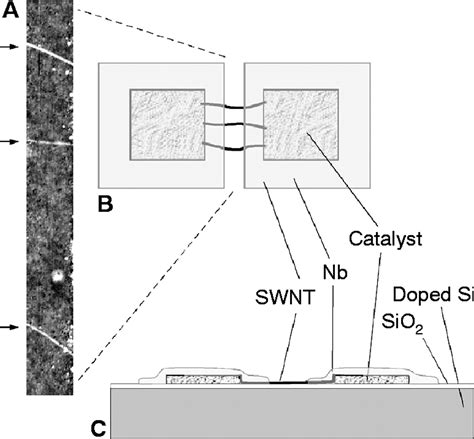 Gate Controlled Superconducting Proximity Effect In Carbon Nanotubes