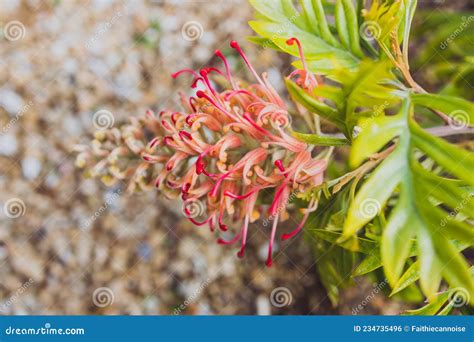 Planta Nativa Austral De Grevillea Roja Con Hermosa Flor Intrincada Al